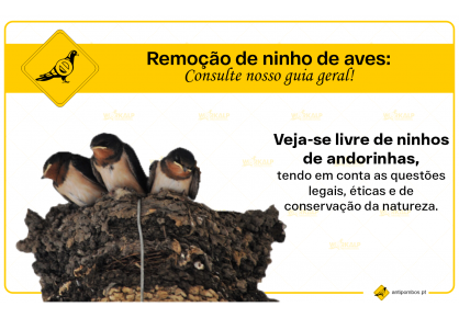 Saiba como remover ninhos de andorinha e outras aves segundo as questões legais, éticas e de preservação da natureza
